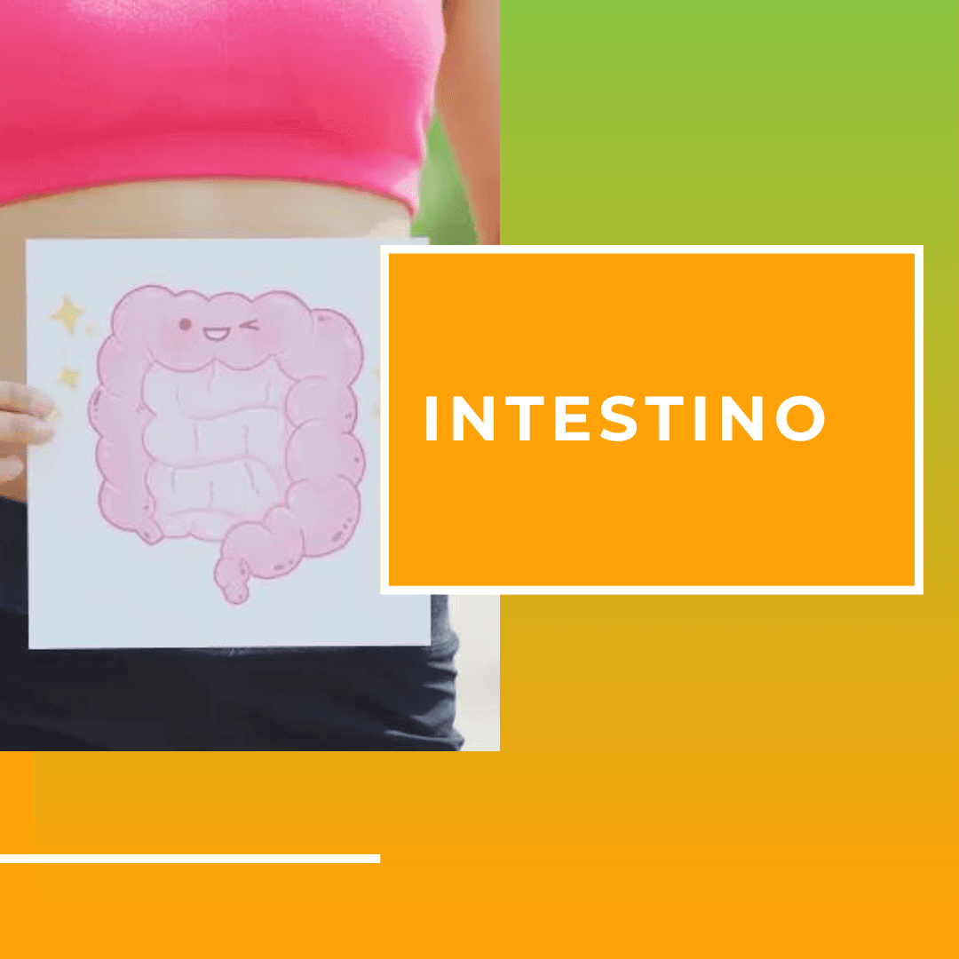 Intestino