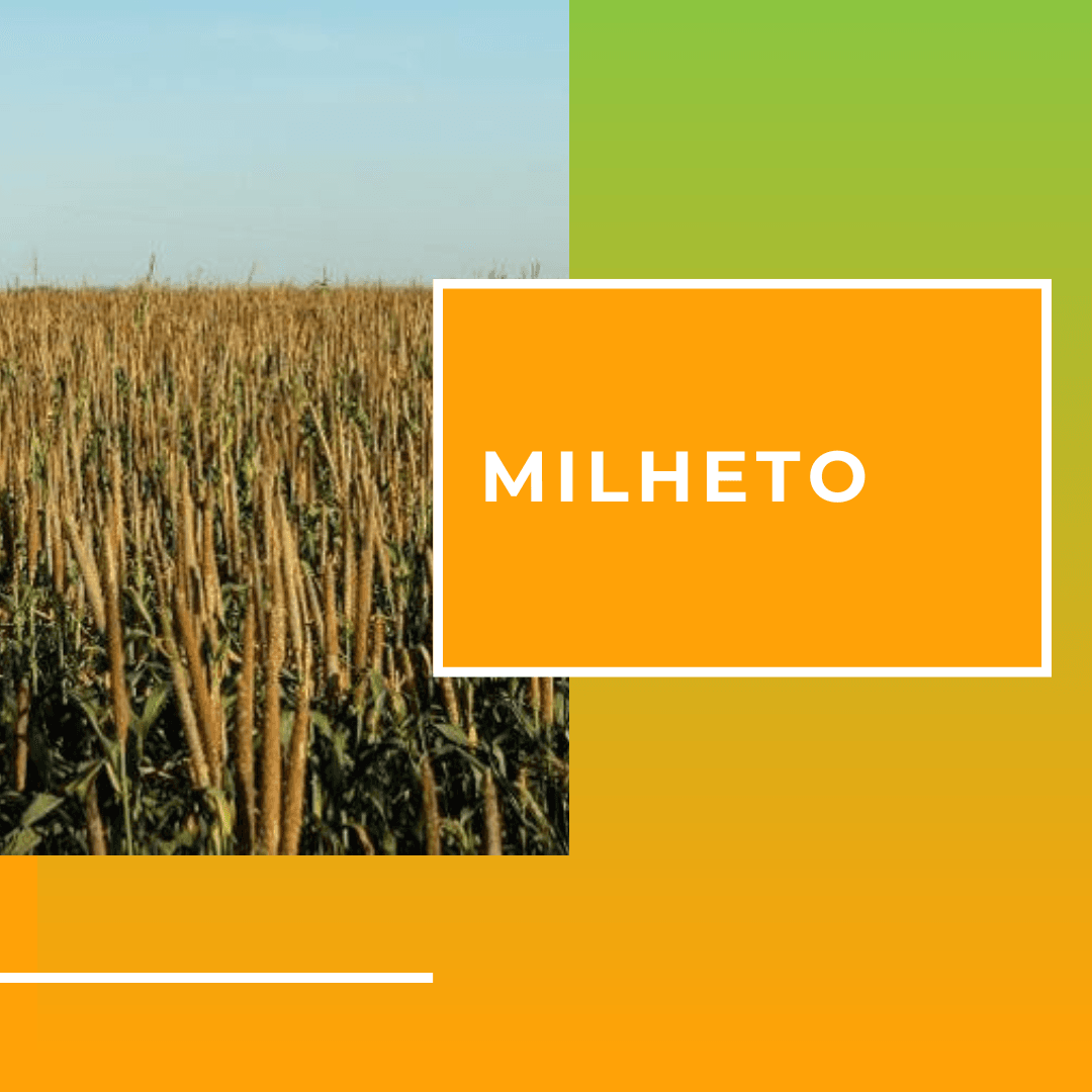 Milheto