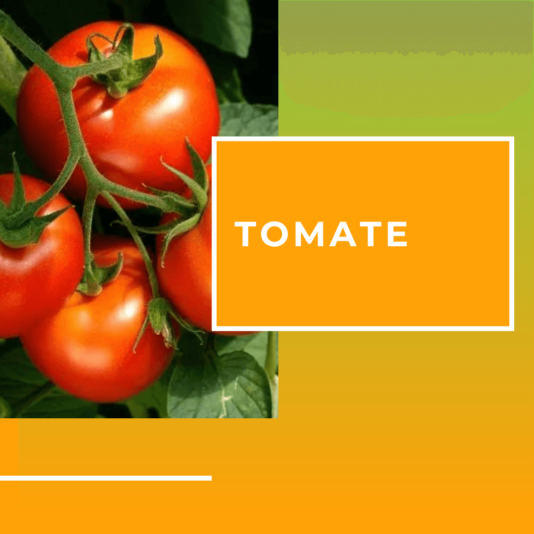Tomate previne câncer de próstata